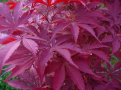 Acer palmatum