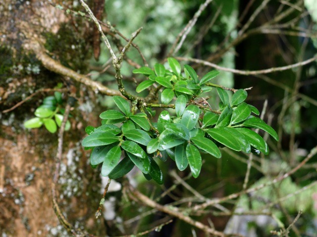 Buxus sempervirens