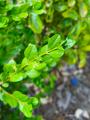 Buxus sempervirens