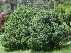 Buxus sempervirens