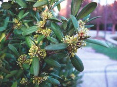 Buxus sempervirens