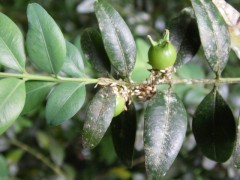 Buxus sempervirens