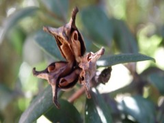 Buxus sempervirens