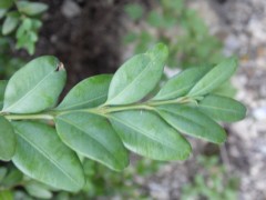 Buxus sempervirens