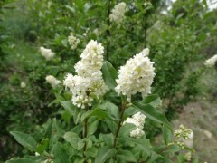 Ligustrum vulgare