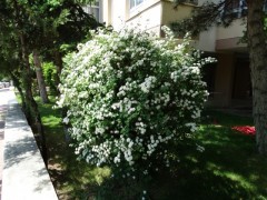 Spiraea sp.