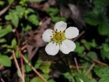 Fragaria vesca
