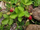 Fragaria vesca