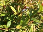 Berberis veitchii