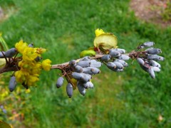 Berberis veitchii