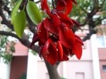 Erythrina crista-galli