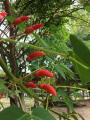 Erythrina crista-galli