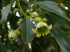 Brachychiton populneus