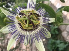 Passiflora caerulea