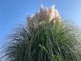 Cortaderia selloana