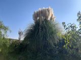 Cortaderia selloana