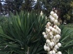 Yucca sp.