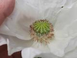 Papaver somniferum