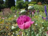 Papaver somniferum