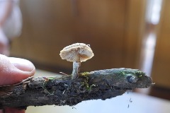 Galerina marginata