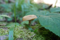 Galerina marginata