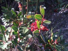 Pistacia lentiscus