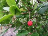 Arbutus unedo