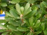 Arbutus unedo