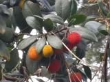 Arbutus unedo