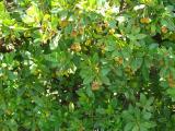 Arbutus unedo