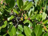 Arbutus unedo