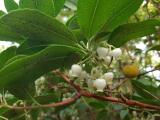 Arbutus unedo