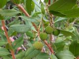 Arbutus unedo