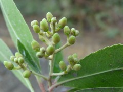 Arbutus unedo