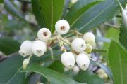 Arbutus unedo