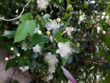 Myrtus communis