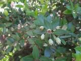 Myrtus communis