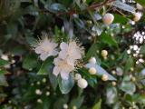 Myrtus communis