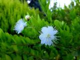 Myrtus communis