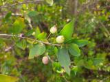 Myrtus communis