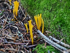 Calocera viscosa