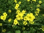 Oxalis sp.