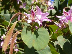 Bauhinia purpurea