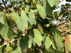 Bauhinia purpurea