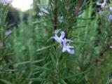 Rosmarinus officinalis