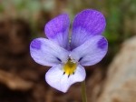 Viola spp.