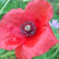 Papaver sp.