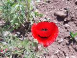 Papaver sp.