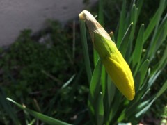 Narcissus pseudonarcissus