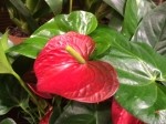 Anthurium andraeanum